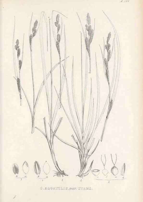 Reproducción/Reproduction 48683022783: Illustrations of the genus Carex. London :William Pamplin,1858-1867.. 