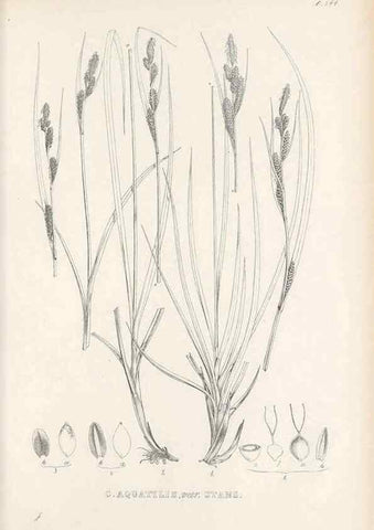 Reproducción/Reproduction 48683022783: Illustrations of the genus Carex. London :William Pamplin,1858-1867.. 