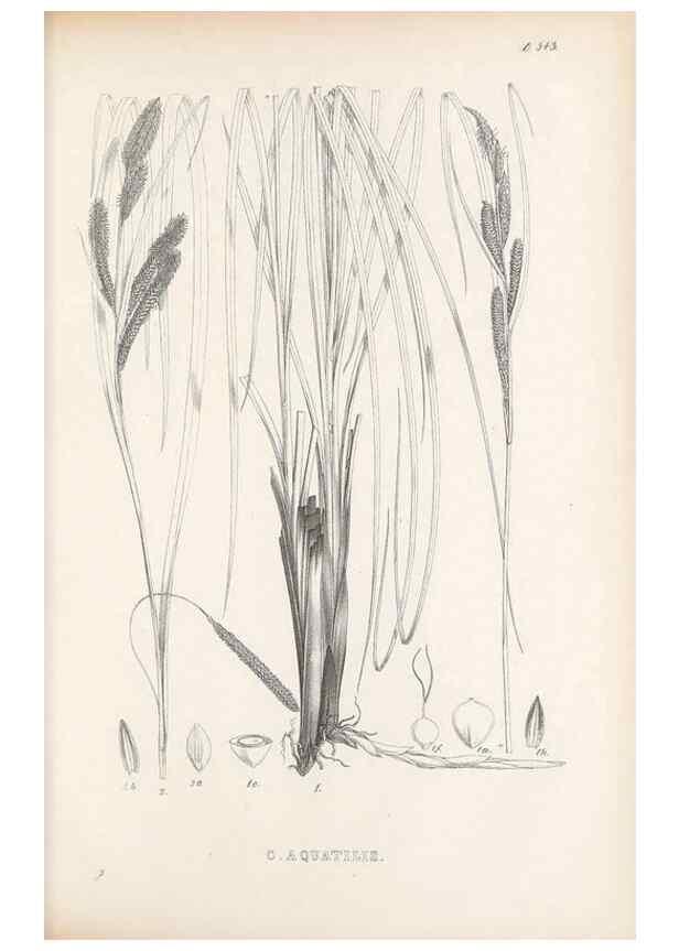 Reproducción/Reproduction 48683021883: Illustrations of the genus Carex. London :William Pamplin,1858-1867.. 