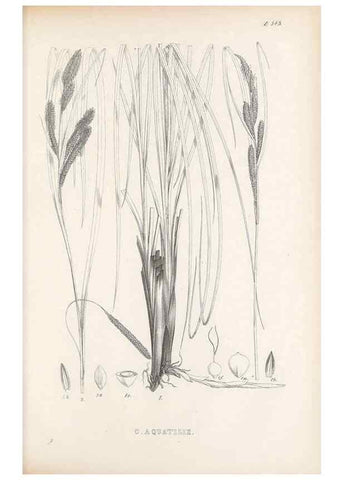Reproducción/Reproduction 48683021883: Illustrations of the genus Carex. London :William Pamplin,1858-1867.. 