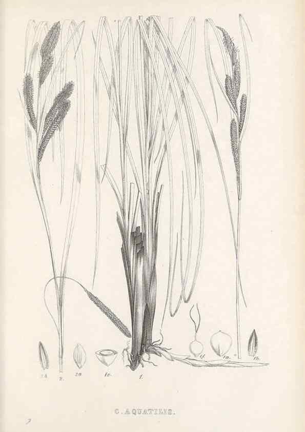 Reproducción/Reproduction 48683021883: Illustrations of the genus Carex. London :William Pamplin,1858-1867.. 