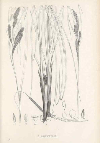 Reproducción/Reproduction 48683021883: Illustrations of the genus Carex. London :William Pamplin,1858-1867.. 