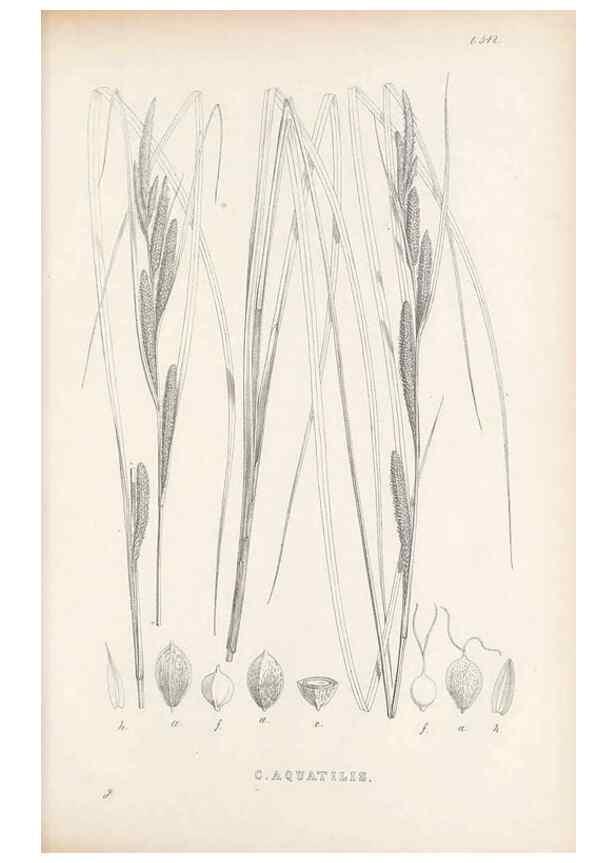 Reproducción/Reproduction 48683536372: Illustrations of the genus Carex. London :William Pamplin,1858-1867.. 