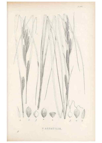 Reproducción/Reproduction 48683536372: Illustrations of the genus Carex. London :William Pamplin,1858-1867.. 