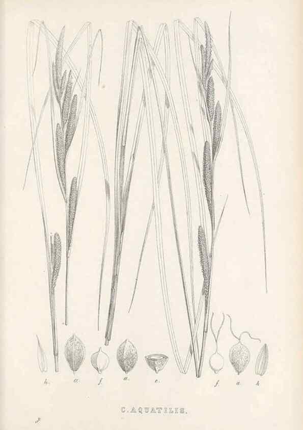 Reproducción/Reproduction 48683536372: Illustrations of the genus Carex. London :William Pamplin,1858-1867.. 