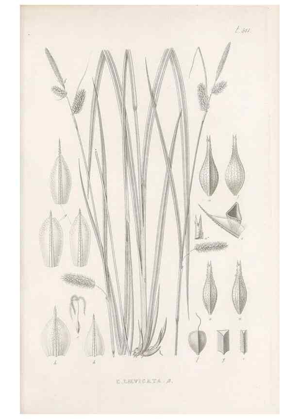 Reproducción/Reproduction 48683360621: Illustrations of the genus Carex. London :William Pamplin,1858-1867.. 