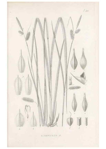 Reproducción/Reproduction 48683360621: Illustrations of the genus Carex. London :William Pamplin,1858-1867.. 