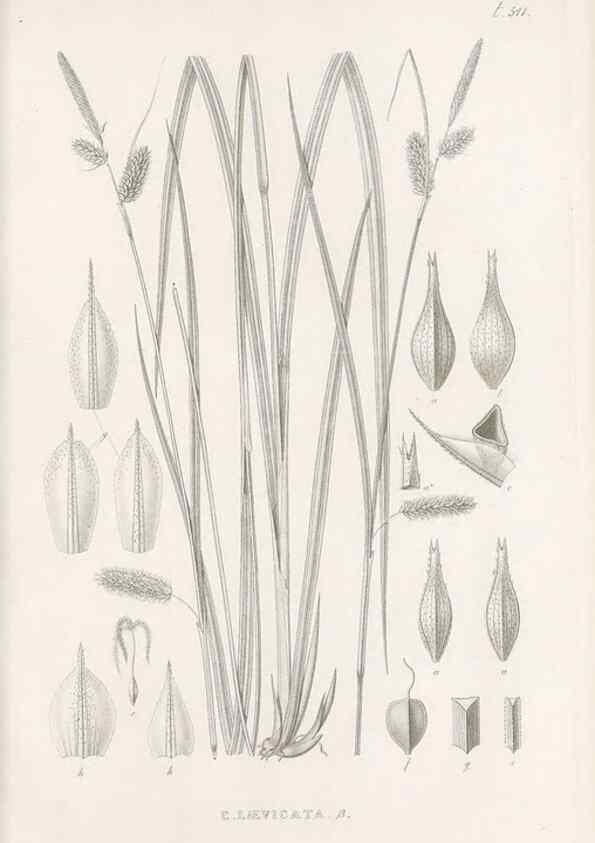 Reproducción/Reproduction 48683360621: Illustrations of the genus Carex. London :William Pamplin,1858-1867.. 