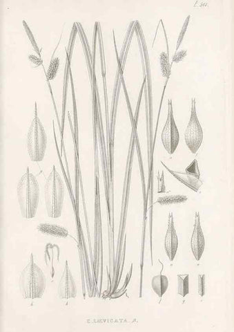 Reproducción/Reproduction 48683360621: Illustrations of the genus Carex. London :William Pamplin,1858-1867.. 
