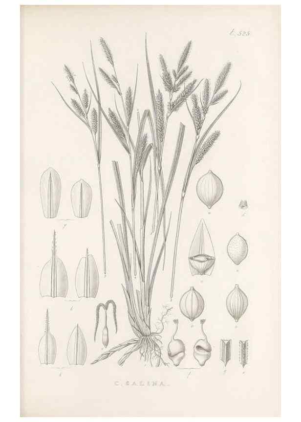 Reproducción/Reproduction 48683353801: Illustrations of the genus Carex. London :William Pamplin,1858-1867.. 
