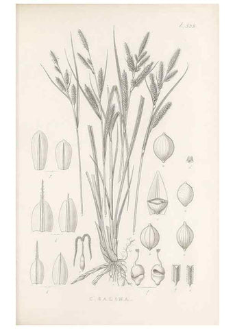 Reproducción/Reproduction 48683353801: Illustrations of the genus Carex. London :William Pamplin,1858-1867.. 