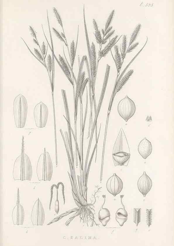 Reproducción/Reproduction 48683353801: Illustrations of the genus Carex. London :William Pamplin,1858-1867.. 