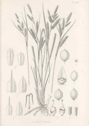 Reproducción/Reproduction 48683353801: Illustrations of the genus Carex. London :William Pamplin,1858-1867.. 