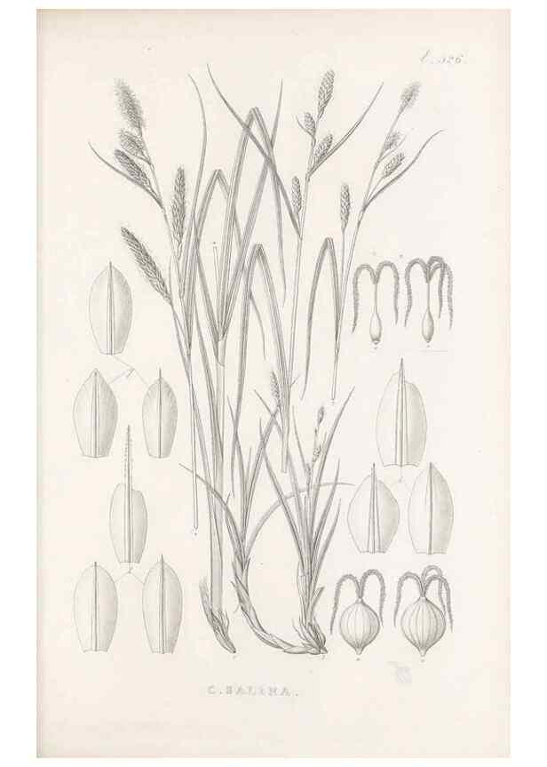 Reproducción/Reproduction 48683530057: Illustrations of the genus Carex. London :William Pamplin,1858-1867.. 