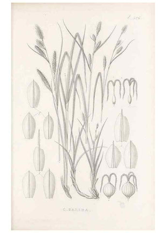 Reproducción/Reproduction 48683530057: Illustrations of the genus Carex. London :William Pamplin,1858-1867.. 