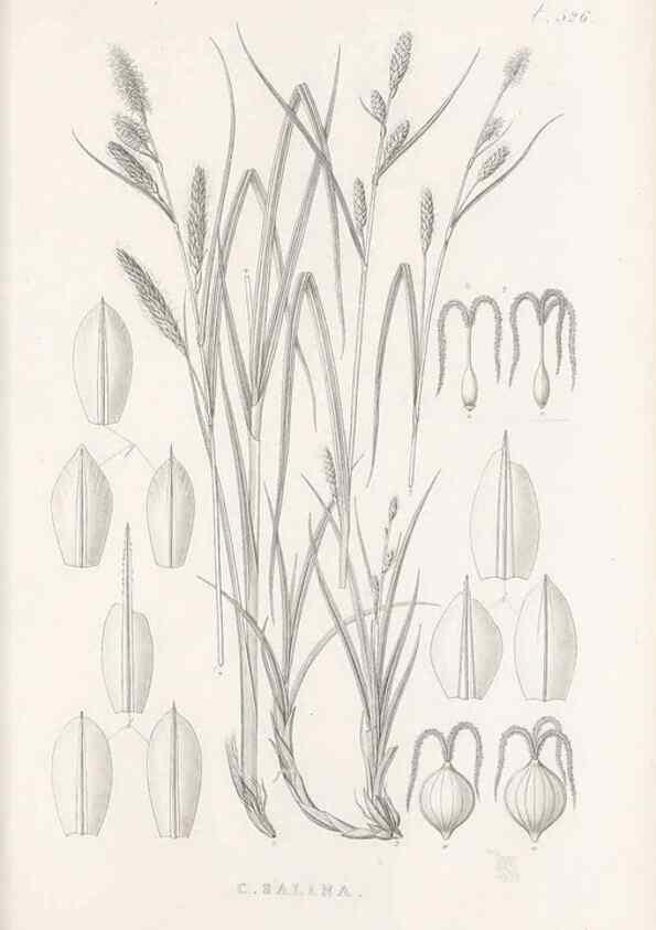 Reproducción/Reproduction 48683530057: Illustrations of the genus Carex. London :William Pamplin,1858-1867.. 