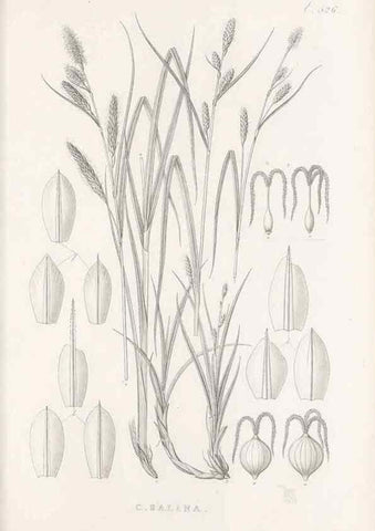 Reproducción/Reproduction 48683530057: Illustrations of the genus Carex. London :William Pamplin,1858-1867.. 