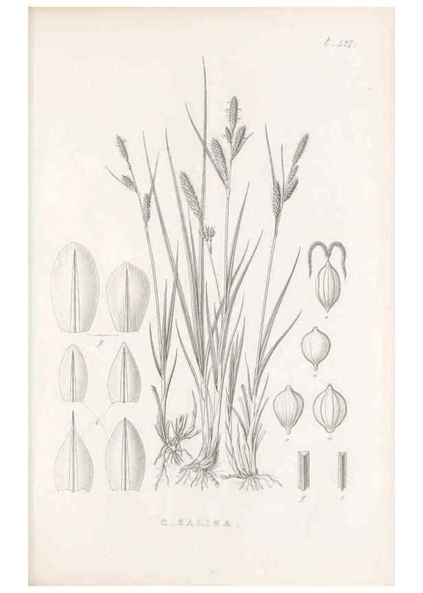Reproducción/Reproduction 48683354946: Illustrations of the genus Carex. London :William Pamplin,1858-1867.. 
