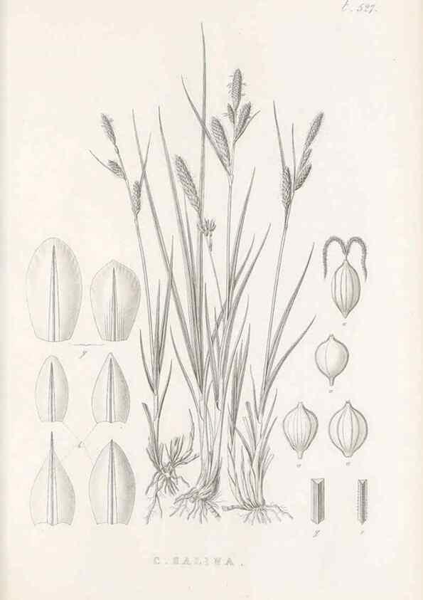 Reproducción/Reproduction 48683354946: Illustrations of the genus Carex. London :William Pamplin,1858-1867.. 