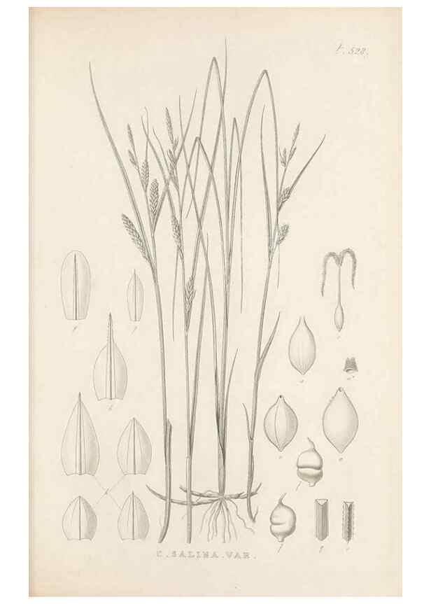 Reproducción/Reproduction 48683015638: Illustrations of the genus Carex. London :William Pamplin,1858-1867.. 