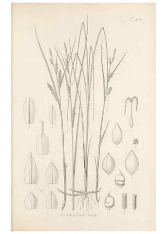 Reproducción/Reproduction 48683015638: Illustrations of the genus Carex. London :William Pamplin,1858-1867.. 