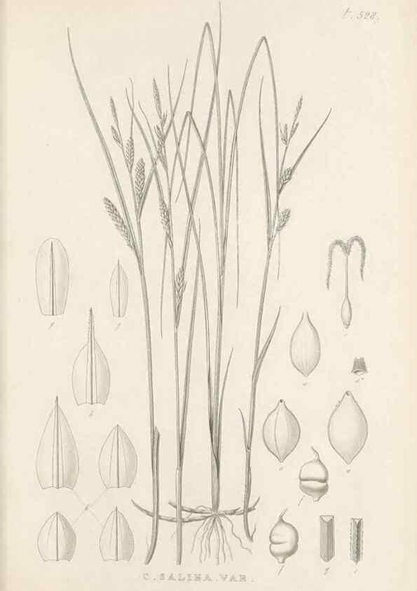 Reproducción/Reproduction 48683015638: Illustrations of the genus Carex. London :William Pamplin,1858-1867.. 