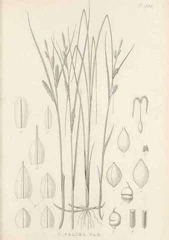 Reproducción/Reproduction 48683015638: Illustrations of the genus Carex. London :William Pamplin,1858-1867.. 