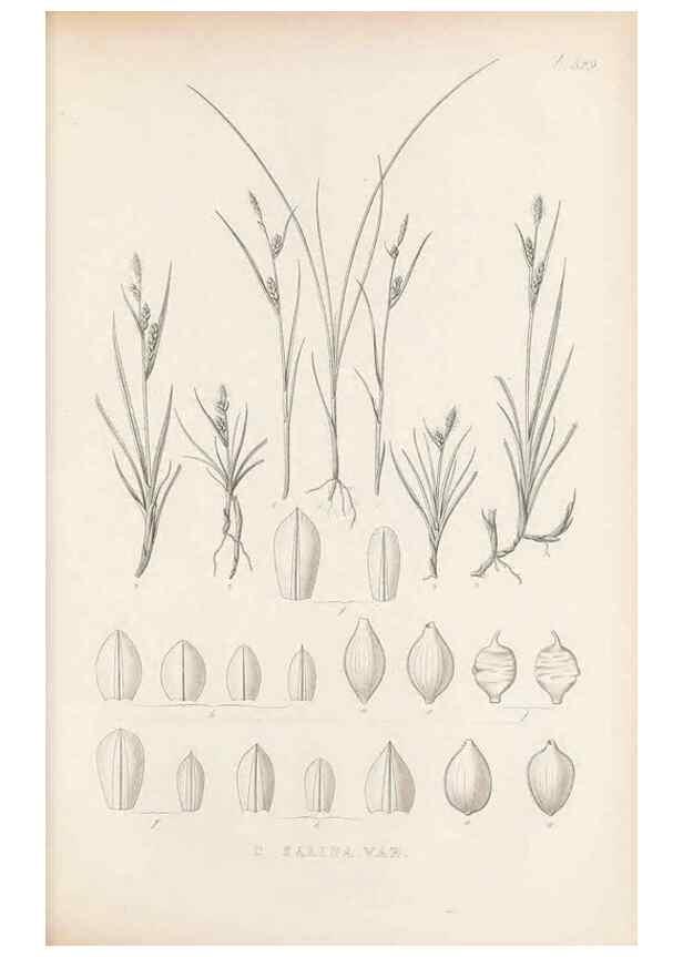 Reproducción/Reproduction 48683016133: Illustrations of the genus Carex. London :William Pamplin,1858-1867.. 