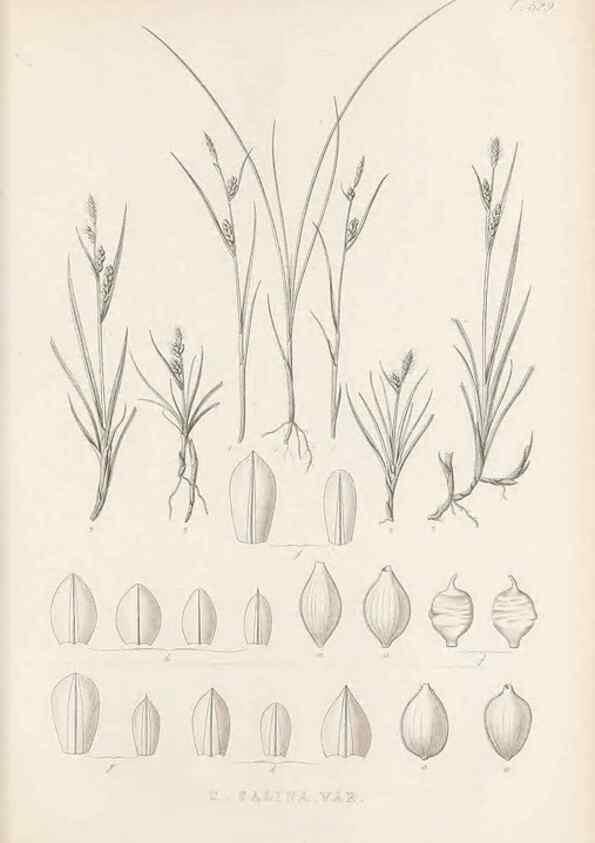 Reproducción/Reproduction 48683016133: Illustrations of the genus Carex. London :William Pamplin,1858-1867.. 