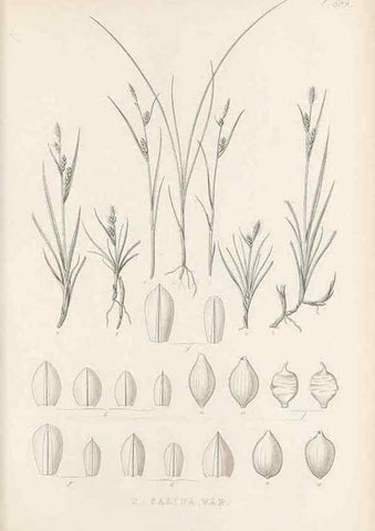 Reproducción/Reproduction 48683016133: Illustrations of the genus Carex. London :William Pamplin,1858-1867.. 