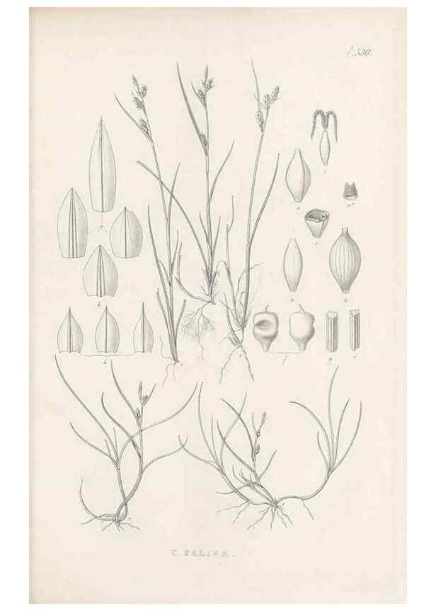 Reproducción/Reproduction 48683356446: Illustrations of the genus Carex. London :William Pamplin,1858-1867.. 