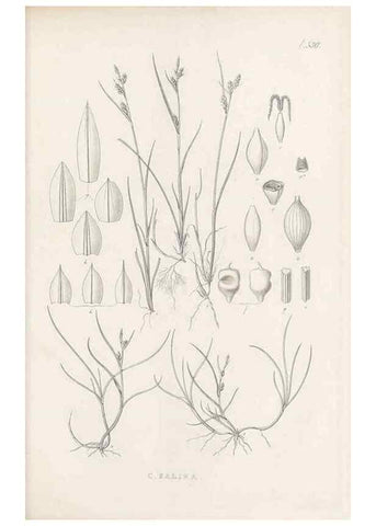 Reproducción/Reproduction 48683356446: Illustrations of the genus Carex. London :William Pamplin,1858-1867.. 