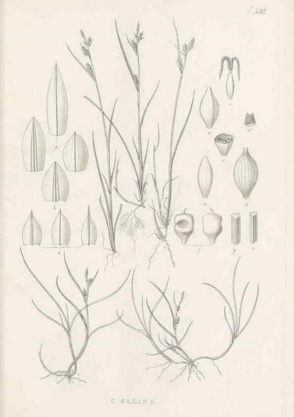 Reproducción/Reproduction 48683356446: Illustrations of the genus Carex. London :William Pamplin,1858-1867.. 