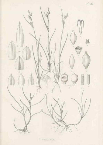 Reproducción/Reproduction 48683356446: Illustrations of the genus Carex. London :William Pamplin,1858-1867.. 