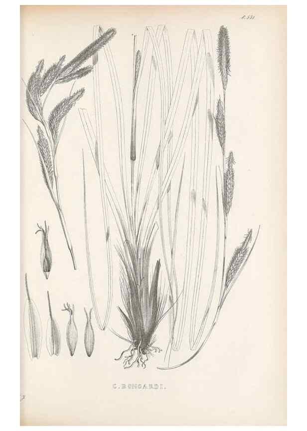 Reproducción/Reproduction 48683356826: Illustrations of the genus Carex. London :William Pamplin,1858-1867.. 