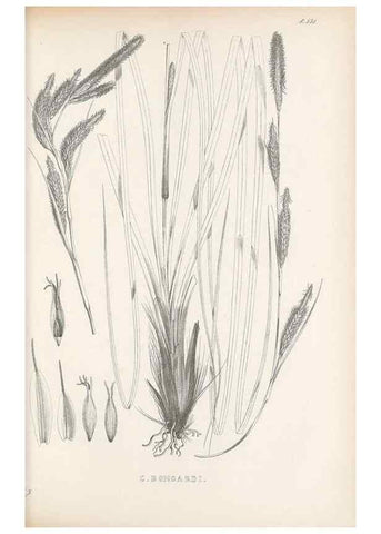 Reproducción/Reproduction 48683356826: Illustrations of the genus Carex. London :William Pamplin,1858-1867.. 