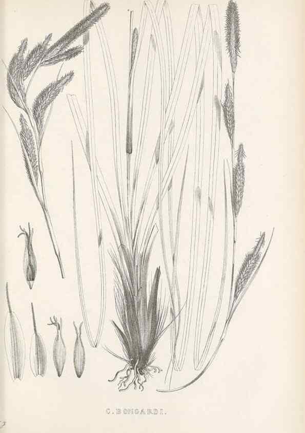 Reproducción/Reproduction 48683356826: Illustrations of the genus Carex. London :William Pamplin,1858-1867.. 