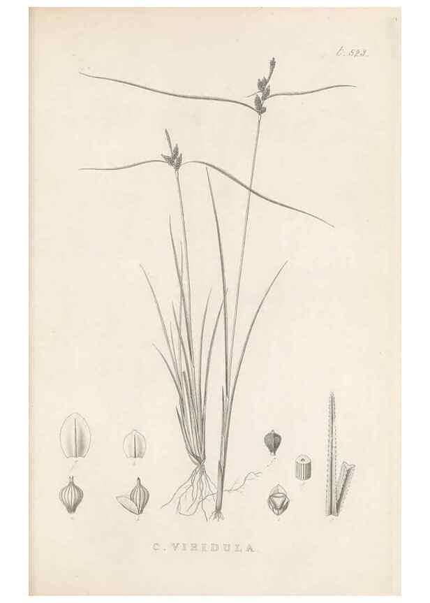 Reproducción/Reproduction 48683528047: Illustrations of the genus Carex. London :William Pamplin,1858-1867.. 