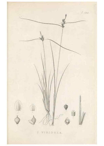 Reproducción/Reproduction 48683528047: Illustrations of the genus Carex. London :William Pamplin,1858-1867.. 