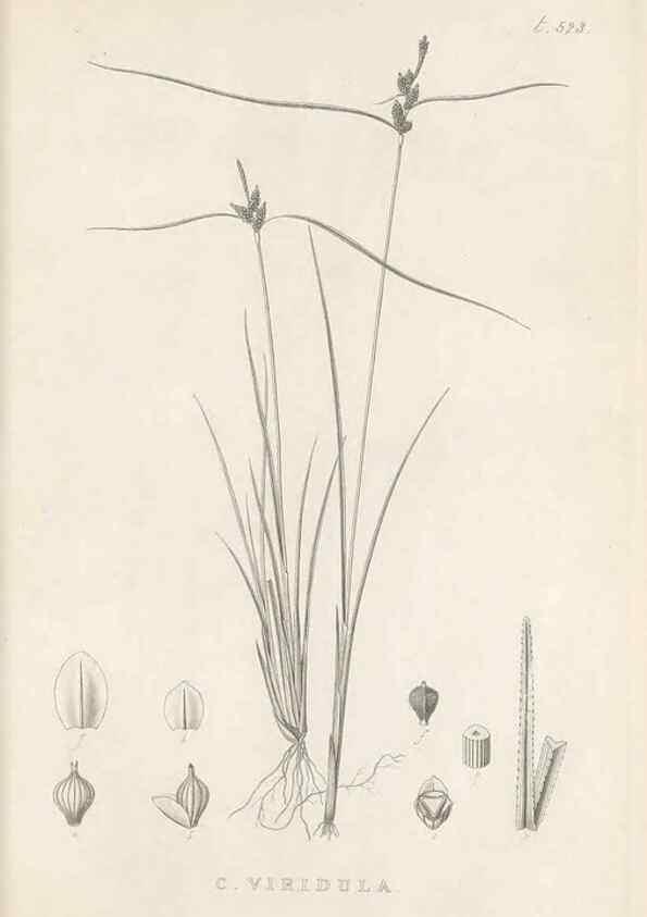 Reproducción/Reproduction 48683528047: Illustrations of the genus Carex. London :William Pamplin,1858-1867.. 