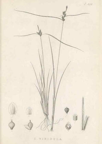 Reproducción/Reproduction 48683528047: Illustrations of the genus Carex. London :William Pamplin,1858-1867.. 