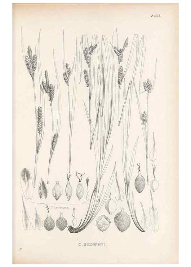 Reproducción/Reproduction 48683532792: Illustrations of the genus Carex. London :William Pamplin,1858-1867.. 