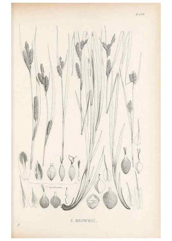 Reproducción/Reproduction 48683532792: Illustrations of the genus Carex. London :William Pamplin,1858-1867.. 