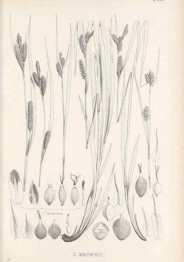 Reproducción/Reproduction 48683532792: Illustrations of the genus Carex. London :William Pamplin,1858-1867.. 