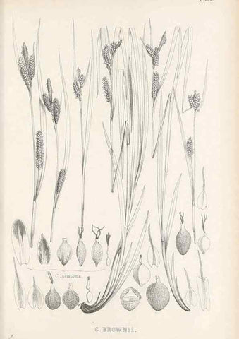 Reproducción/Reproduction 48683532792: Illustrations of the genus Carex. London :William Pamplin,1858-1867.. 