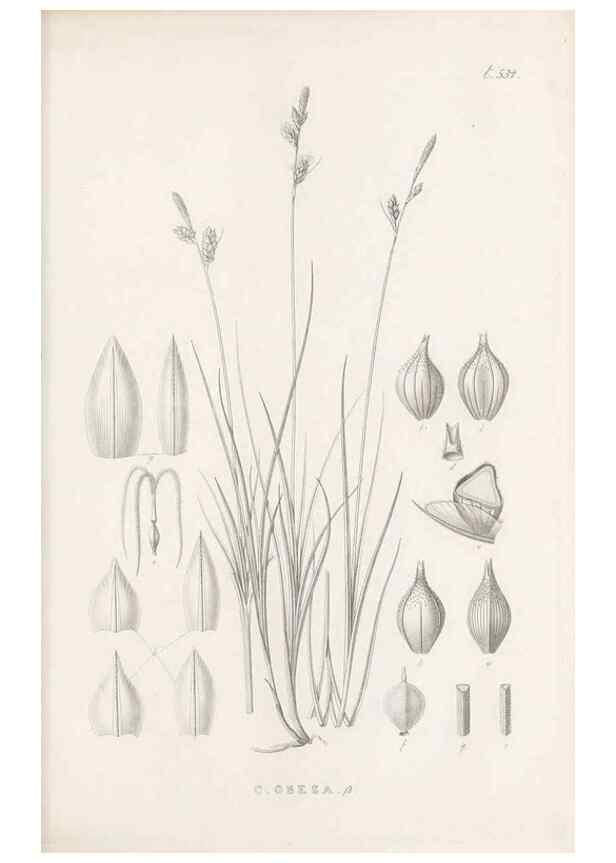 Reproducción/Reproduction 48683533747: Illustrations of the genus Carex. London :William Pamplin,1858-1867.. 