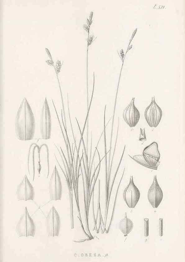 Reproducción/Reproduction 48683533747: Illustrations of the genus Carex. London :William Pamplin,1858-1867.. 