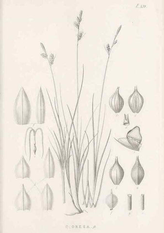 Reproducción/Reproduction 48683533747: Illustrations of the genus Carex. London :William Pamplin,1858-1867.. 