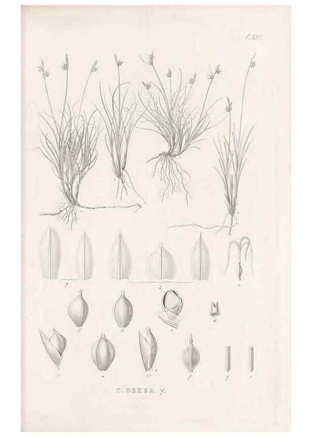 Reproducción/Reproduction 48683018763: Illustrations of the genus Carex. London :William Pamplin,1858-1867.. 