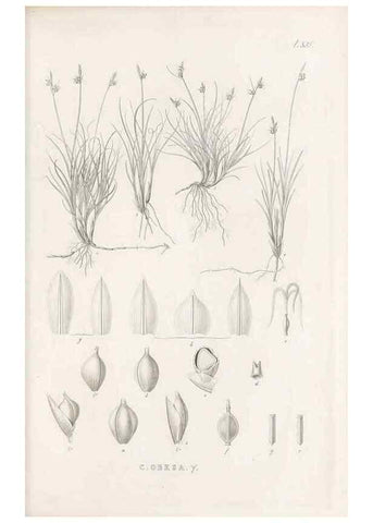 Reproducción/Reproduction 48683018763: Illustrations of the genus Carex. London :William Pamplin,1858-1867.. 